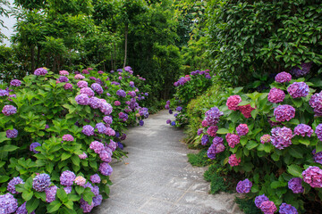 赤い紫陽花の小径