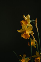 Daffodils in Moody Lighting