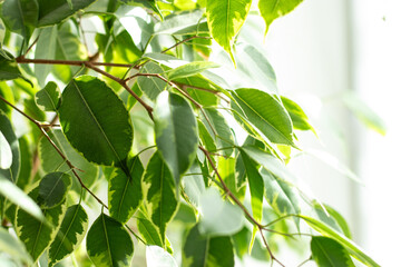Obraz premium Close up of green leaves of a benjamini ficus plant growing in a pot at home