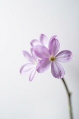 Obraz premium Delicate Lavender Blooms on a Simple White Background, a Study in Soft Hues and Gentle Curves
