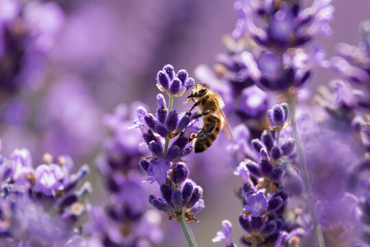Honey bee pollinating lavender flowers. Plant decay with insects. Blurred summer background of lavender flowers with bees. Beautiful wallpaper. soft focus. Lavender Field