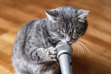 A cat with a microphone. The cat sings into the microphone. Funny animals. Funny cats.   