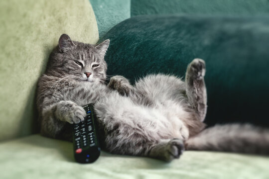 Funny gray cat lying on the couch, holding the TV remote control in its paws. Symbolizes laziness, rest, relaxation, weekends and home comfort. Funny cats. - Powered by Adobe