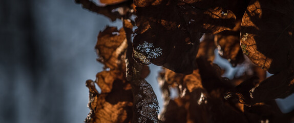 NATURE - Brown leaves on a tree in the sunlight