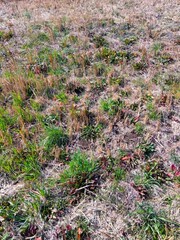 早春の江戸川土手の斜面に生える若草風景