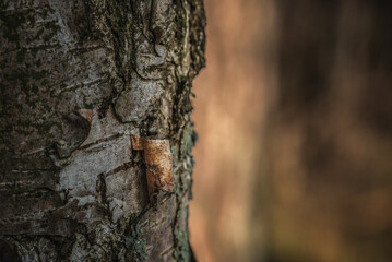 NATURE - Bark of a birch tree growing in the forest