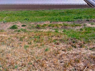 上から見る早春の若草生える江戸川土手とほうれん草畑風景