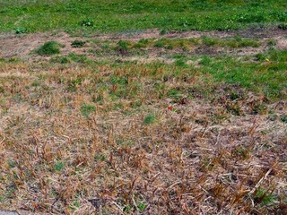 上から見る早春の若草生える江戸川土手風景