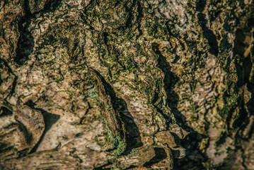 NATURE - Bark of a birch tree growing in the forest