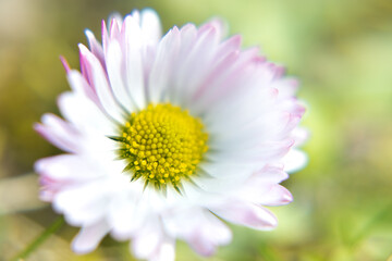 Fototapeta premium A daisy flower growing in a lawn 