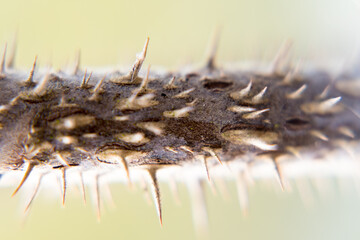 Thorns on the stem of a plant as a form of protection.
