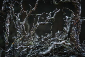 LANDSCAPE FOREST - Dry roots from a very old tree