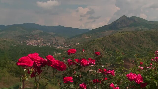 pink and red roses on the mountain, Iskilip, Corum, Turkey