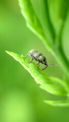 beetle on leaf