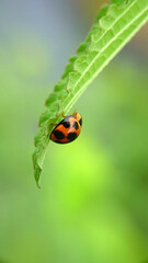 ladybug on green leaf