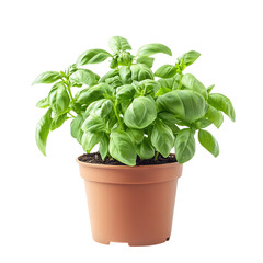 Basil Plant in Pot Isolated on Transparent Background