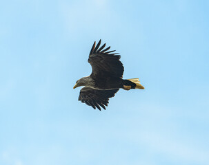 white-tailed eagle (Haliaeetus albicilla) in flight