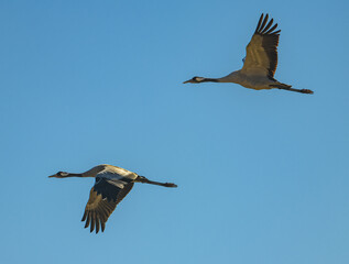 Obraz premium common Eurasian cranes (Grus grus) in flight