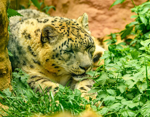snow leopard (Panthera uncia) or ounce