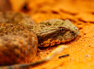 common death adder (Acanthophis antarcticus) portrait