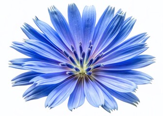 Obraz premium Chicory Flower Macro Photography: Isolated White Background, High Depth of Field