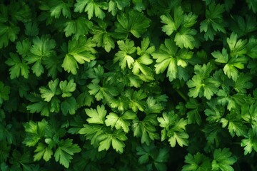 Chervil: Fresh Herb and Essential Ingredient for Cooking in Organic French Cuisine