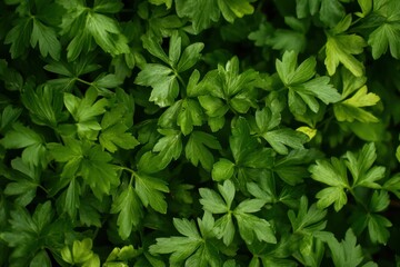 Chervil Herb. Fresh Green Plant for Cooking, Organic Ingredient