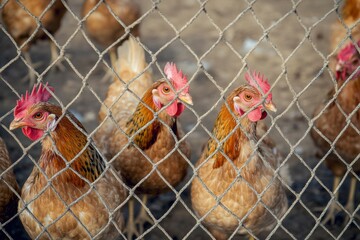 Chicken Wire Fence for Urban Protection - Mesh Structure in Background