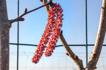 Red catkin of purple hazel, edible male flower in late winter and early spring, corylus maxima...