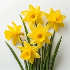 Obraz premium Yellow Daffodils in a White Vase
