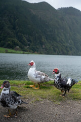 Domestic Ducks at lush Lake side 