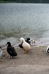 Domestic Ducks at lush Lake side 