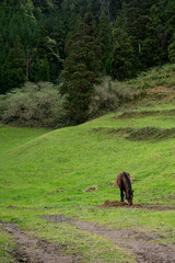 Cows in tropical lush jungle field 