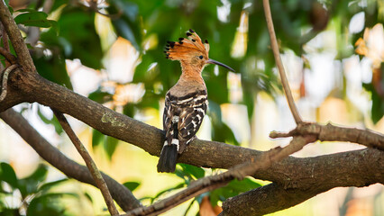 Eurasian Hoopoe (Upupa epops) on tree - Chiang Mai , Thailand