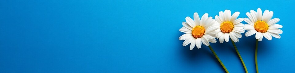 Naklejka premium Three White Daisy Flowers With Bright Yellow Centers On a Bright Blue Copy Space From Above