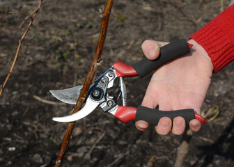 Gardener pruning raspberries during spring garden work