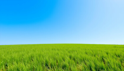 Fototapeta premium Vibrant Green Field Under Bright Blue Sky at Daytime