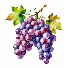 A fresh bunch of ripe red grapes, a sweet and juicy fruit isolated on white