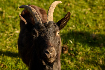 Ziege schaut in die Augen