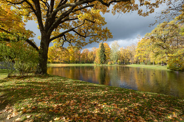 Autumn leaves carpeting forest ground beside calm lake, mirroring colorful foliage and overcast sky...