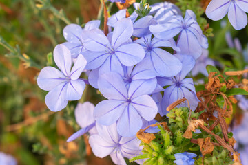 close-up of bunch of violet flowers, macro photo