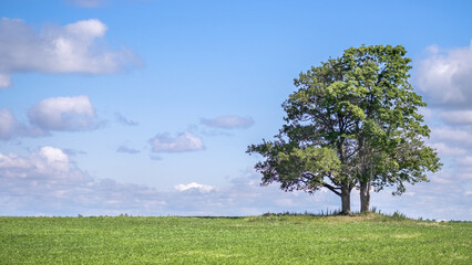 Obraz premium Verdant meadow featuring lone tree atop gentle hill, silhouetted against azure sky with scattered cumulus clouds, conveying tranquil pastoral scene