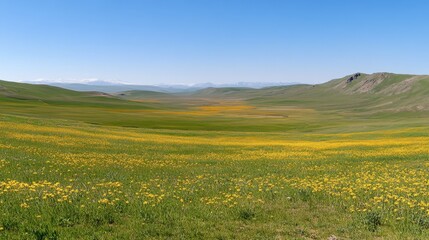 Fototapeta premium A stunning field of golden canola flowers stretching under the vast, clear spring sky.