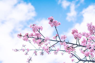 河津桜と空