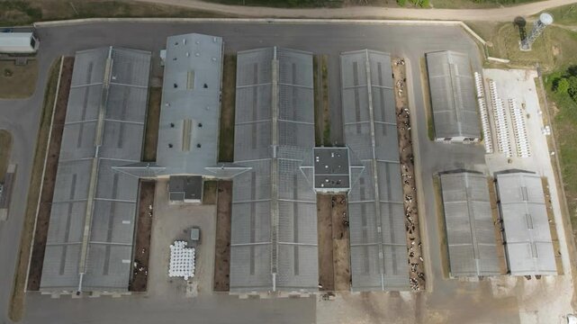 Dairy farm in countryside, cows are resting in the pens, view of farm buildings and hangars from a height.