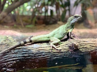 Iguana on tree branch