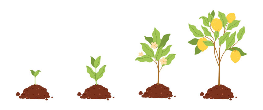 Lemon tree growth stages from seedling to fruit-bearing tree. Flat vector illustration