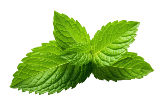 A Green Leaf. White or PNG Transparent Background.