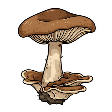 Detailed Illustration of a Brown Mushroom with a Creamy Stem Botanical Art food fungi image plant   