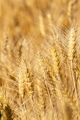 detail view of ripe ears of wheat in a crop field ready for harvest, agricultural landscape summer cereal, organic food farming cultivation